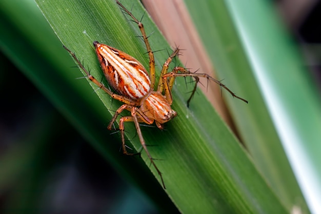 Primer plano, de, un, araña, en, un, hoja