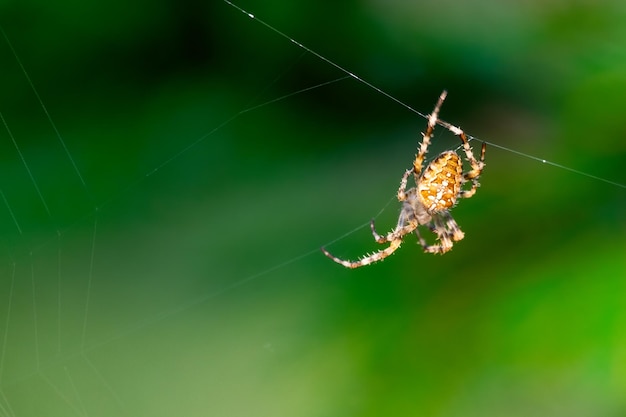 Primer plano de una araña de jardín europea araña cruzada Araneus diadematus sentada en una telaraña