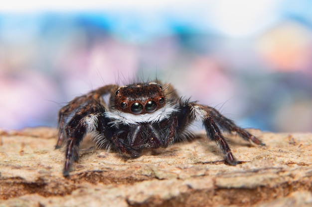 Primer plano de una araña en madera