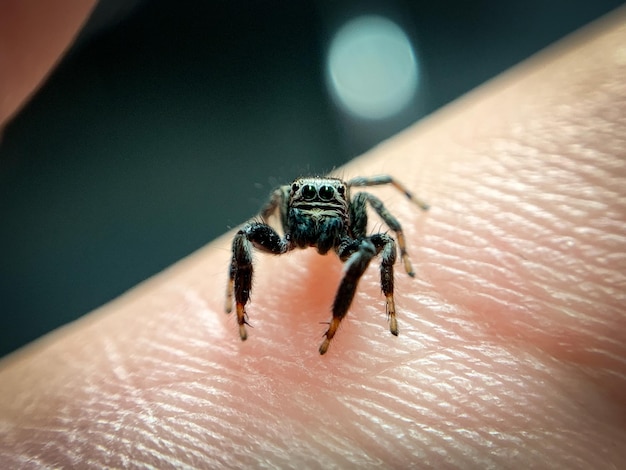 Primer plano de la araña en la mano