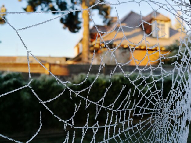 Primer plano de la araña de las nieves