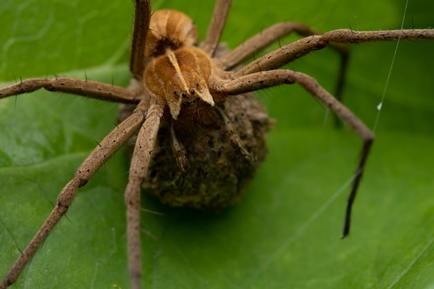 Primer plano de una araña Pimoidae en una hoja con saco de huevos