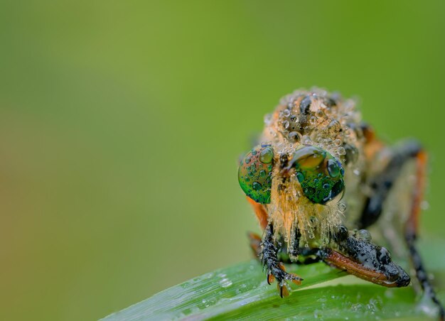 Primer plano de una araña en una planta