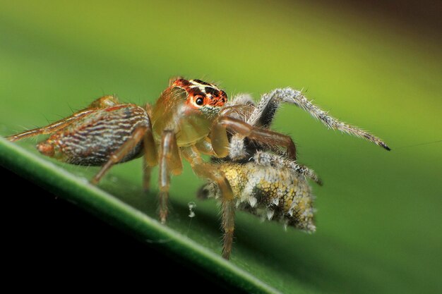 Foto primer plano de una araña en una planta