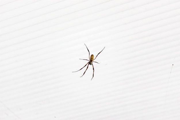 Primer plano de una araña reclusa marrón sobre un fondo de rayas blancas