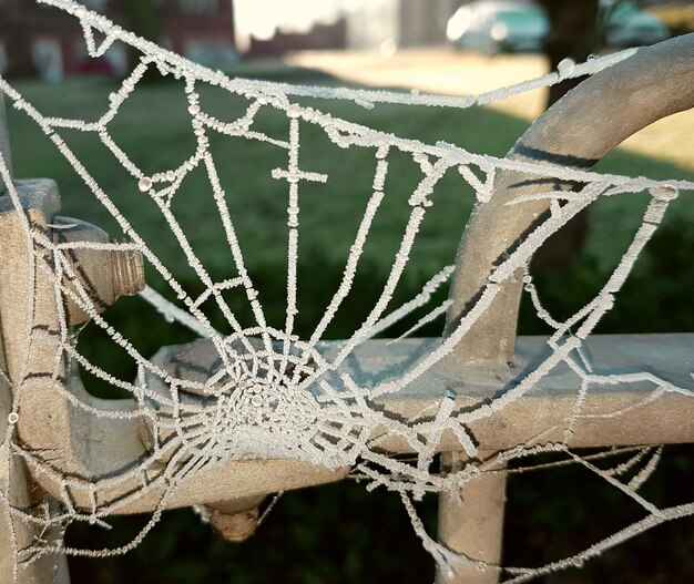 Foto primer plano de una araña en la red contra el cielo