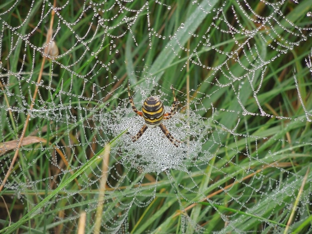 Foto primer plano de una araña en la red contra una planta