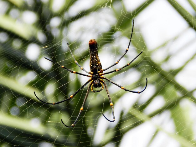 Un primer plano de una araña en la red.