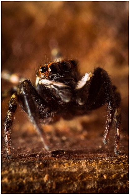 Primer plano de una araña saltadora en el campo