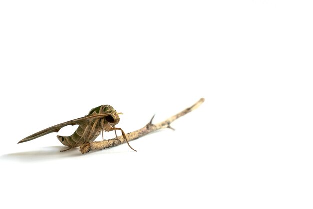 Foto primer plano de una araña sobre un fondo blanco