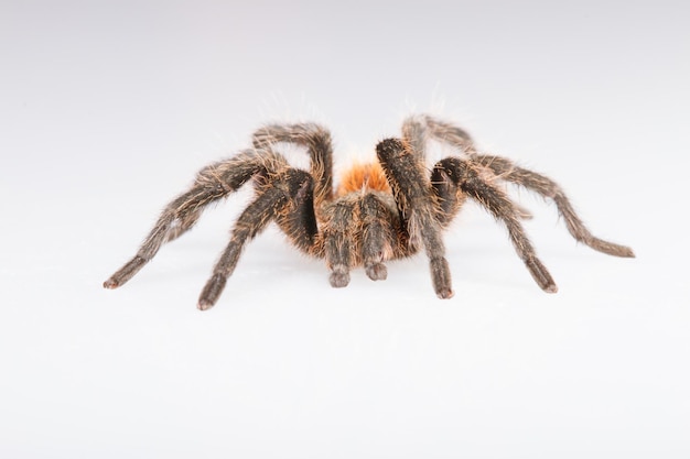 Foto primer plano de una araña sobre un fondo blanco