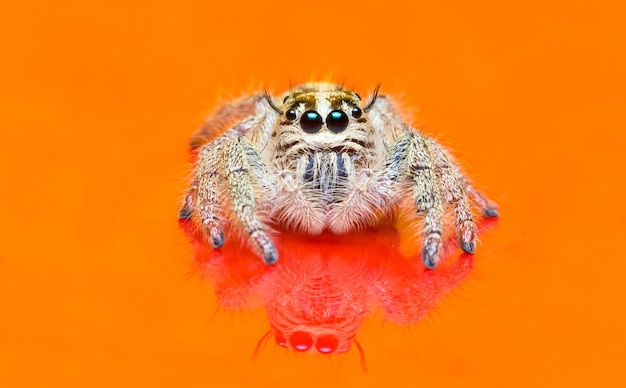 Primer plano de una araña sobre un fondo naranja