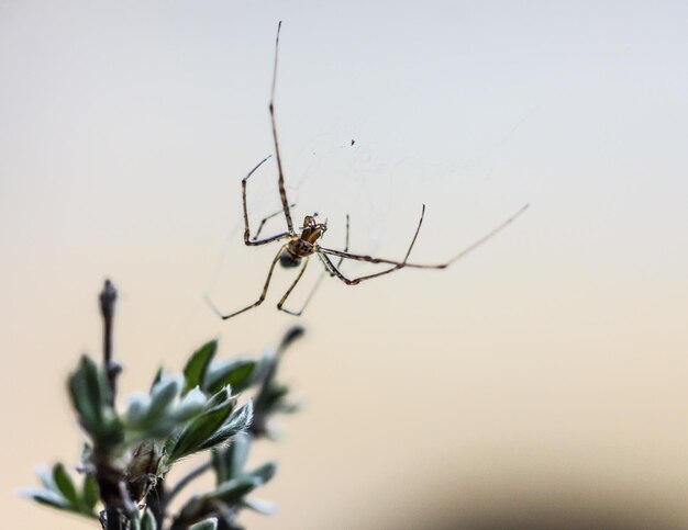 Primer plano de la araña sobre la planta