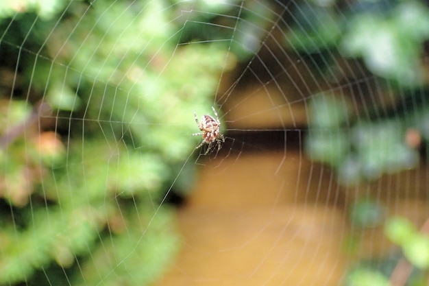 Foto primer plano de la araña y la tela contra un fondo borroso