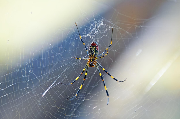 Foto primer plano de la araña y la tela