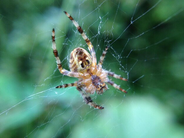 Foto primer plano de la araña y la telaraña