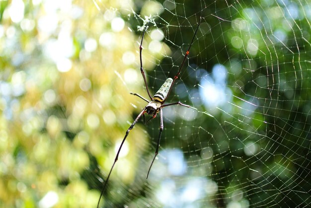 Primer plano de una araña en la telaraña