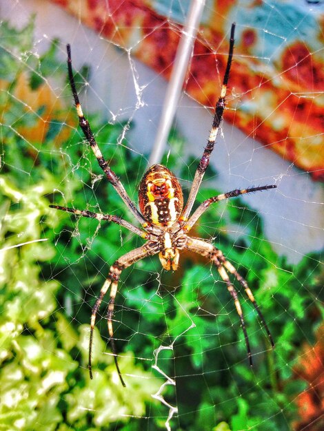 Foto primer plano de una araña en la telaraña