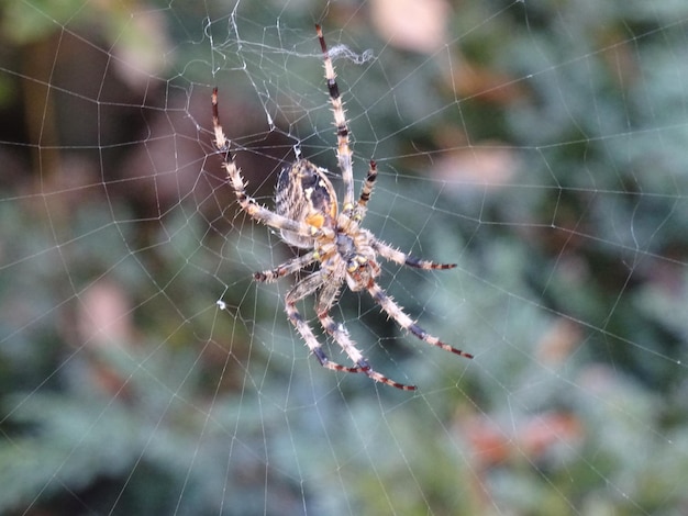 Foto primer plano de una araña en la telaraña