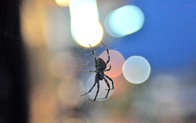 Foto primer plano de una araña en la telaraña