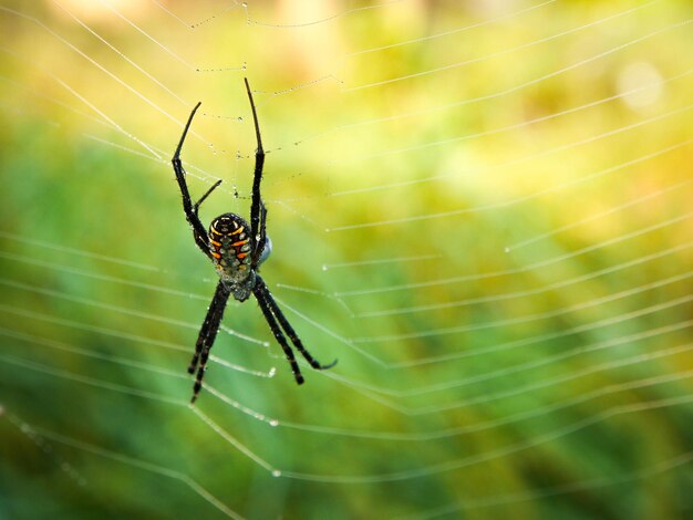 Primer plano de una araña en la telaraña