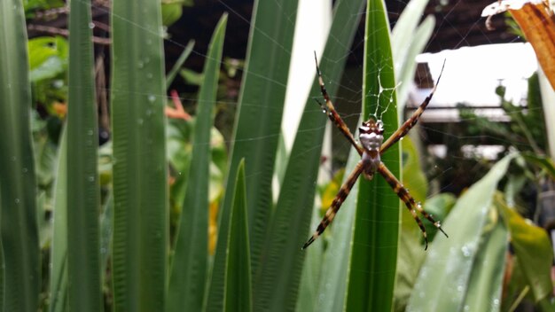 Foto primer plano de una araña en la telaraña