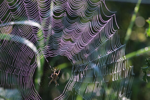 Foto primer plano de una araña en la telaraña