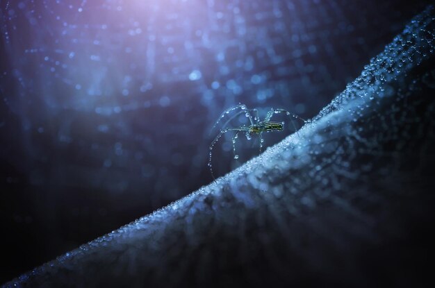 Primer plano de una araña en la telaraña