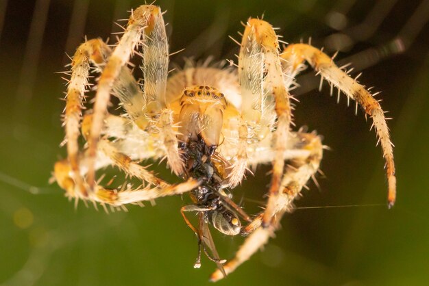 Foto primer plano de una araña en la telaraña