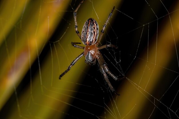 Primer plano de una araña en la telaraña