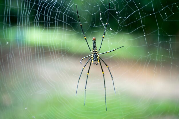 Primer plano de una araña en la telaraña