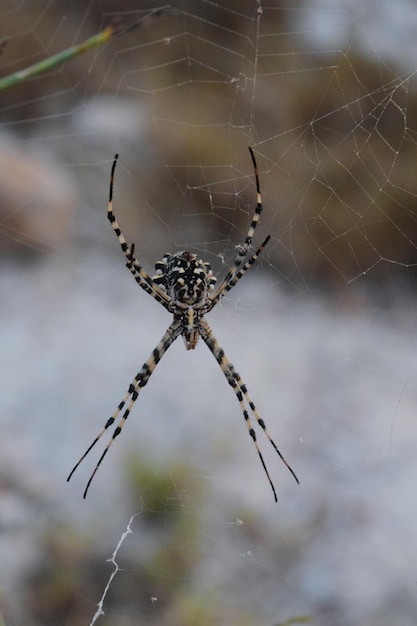 Primer plano de una araña en la telaraña