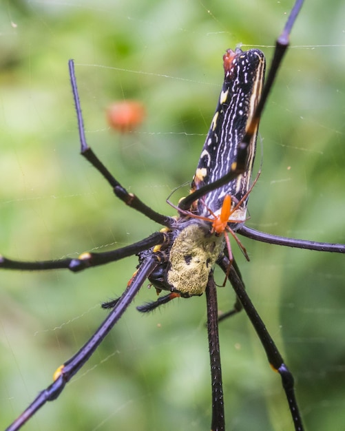 Foto primer plano de una araña en la telaraña