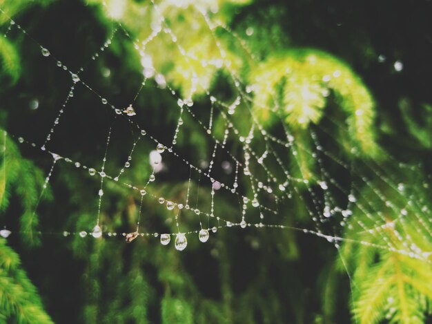 Foto primer plano de una araña en la telaraña