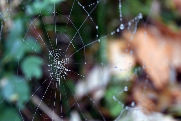 Foto primer plano de una araña en la telaraña