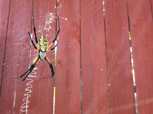 Foto primer plano de una araña en la telaraña
