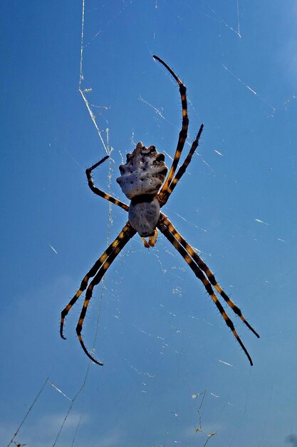 Primer plano de una araña en la telaraña