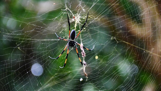 Foto primer plano de una araña en la telaraña