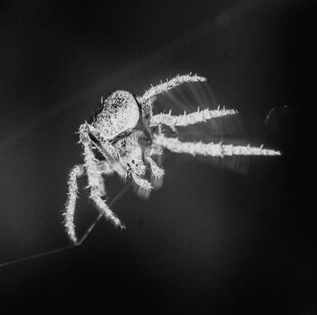 Foto primer plano de una araña en la telaraña