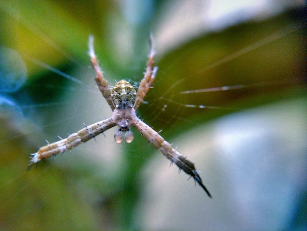 Foto primer plano de una araña en la telaraña