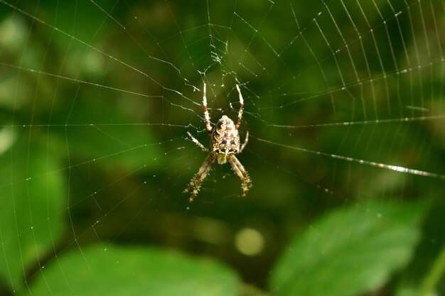 Primer plano de una araña en la telaraña