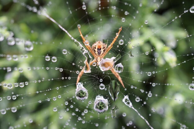 Foto primer plano de una araña en la telaraña