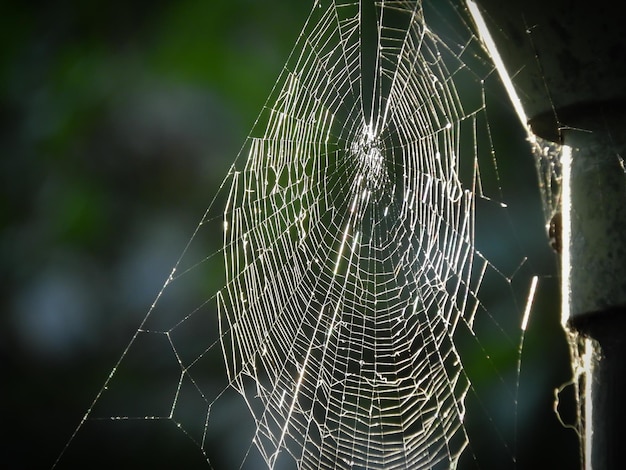 Primer plano de una araña en la telaraña