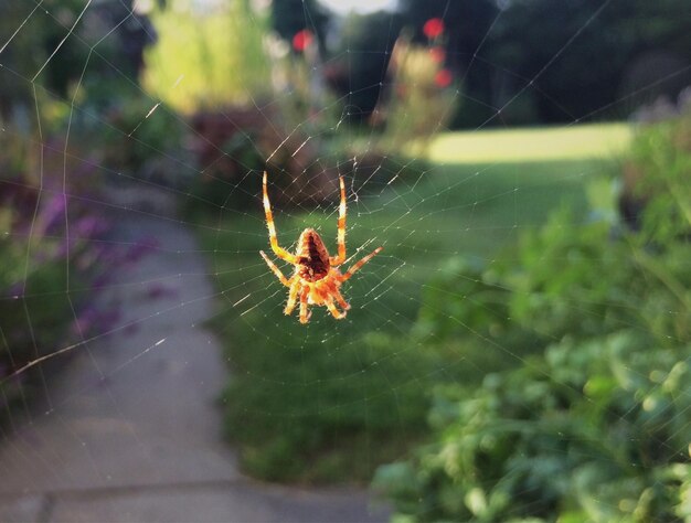 Foto primer plano de una araña en la telaraña