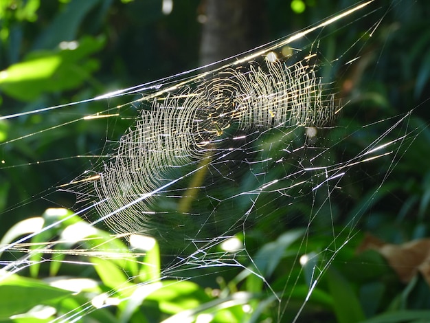 Foto primer plano de una araña en la telaraña