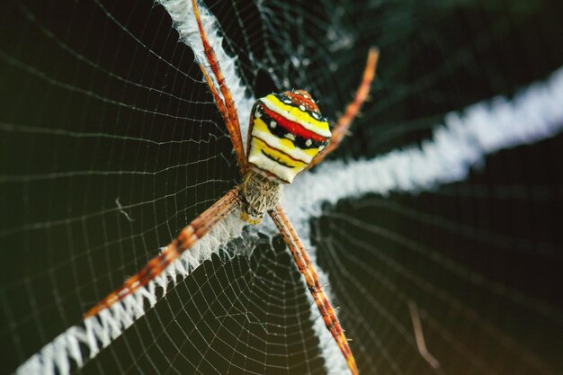 Foto primer plano de una araña en la telaraña