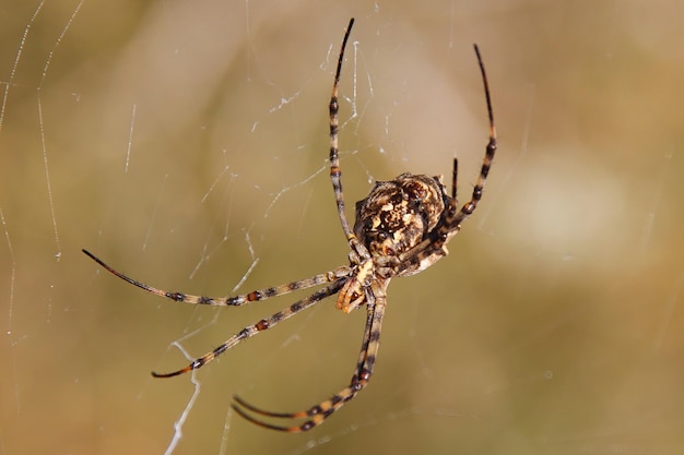 Foto primer plano de una araña en la telaraña