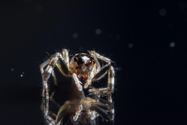 Foto primer plano de una araña