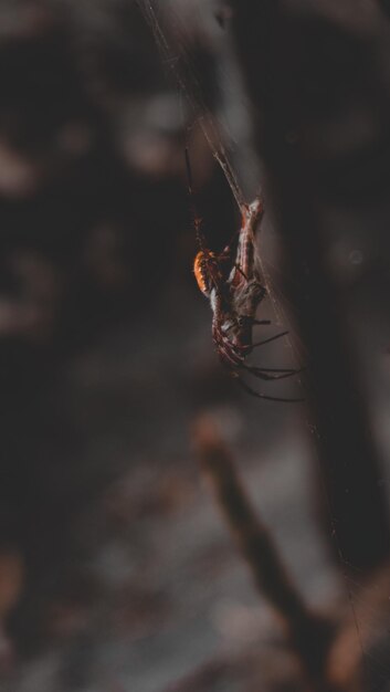 Foto primer plano de una araña