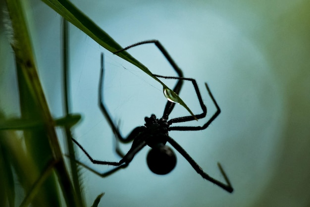 Primer plano de una araña